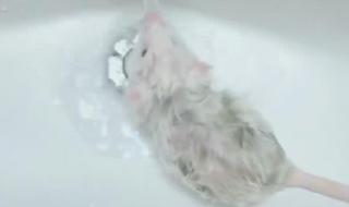 仓鼠会自己洗澡吗 仓鼠能不能洗澡